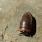 Pill Millipede
