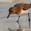 Sanderling