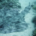 Ray