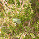 Common Green Lacewing