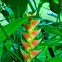 Easter Heliconia