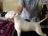 Vendo Preciosos Cachorros Bull Terrier Ingles