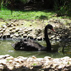 Black swan
