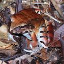 Smokey Jungle Frog