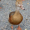 Plumed Whistling-Duck