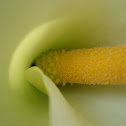Easter lily