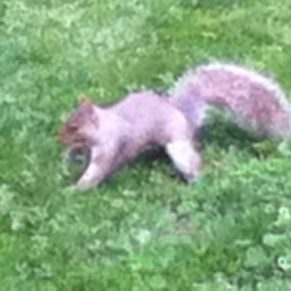 Spotting Image 1