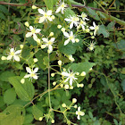 Virgin's bower