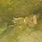 Devil Crayfish