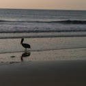 Brown pelican