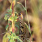 Antlion