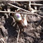 Fidler Crab