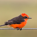 Vermilion Flycatcher