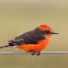 Vermilion Flycatcher