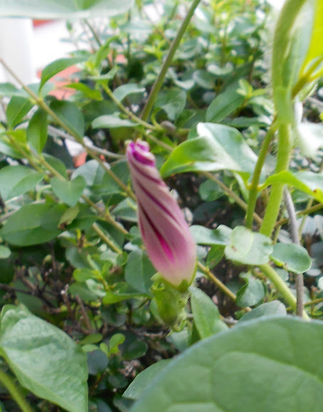 Spotting Image 1