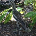 The Bush Stone Curlew
