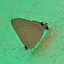 Common Tit