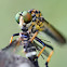 Common Yellow Robber Fly
