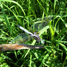 Blue Dasher dragonfly (male)