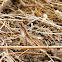 Fan-throated lizard
