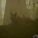Dhole