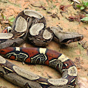 red tailed boa