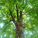 Maple Tree
