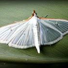 Four-spotted Palpita.