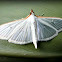 Four-spotted Palpita.