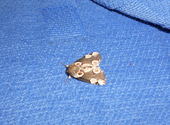 Spotting Image 1