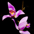 Florida Orchids