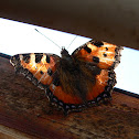 Small Tortoiseshell