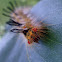 Oruga