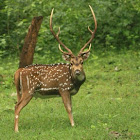 Spotted deer
