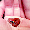 Redback Coffee Snake