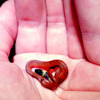 Redback Coffee Snake