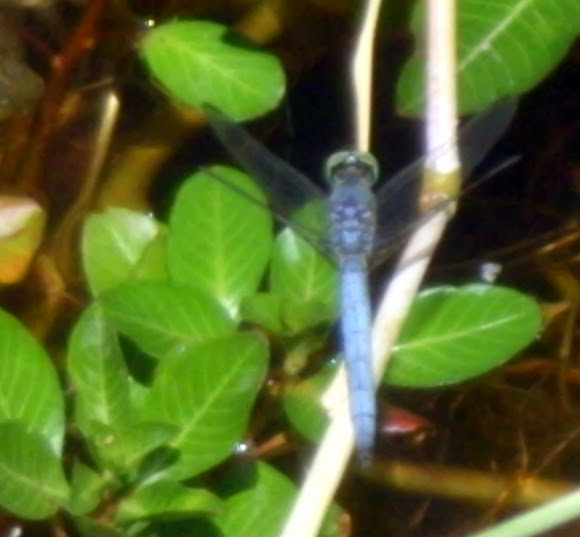 Spotting Image 1
