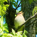 Cedar Waxwing