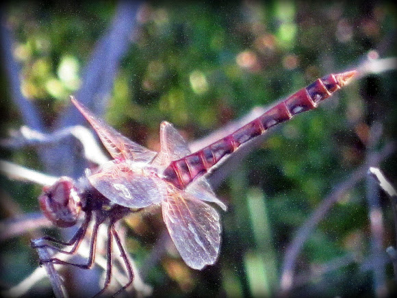 Spotting Image 1