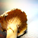 False Chanterelle,