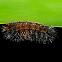 Hypercompe laeta