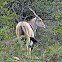 Common Eland