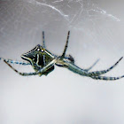 Tent Web Spider