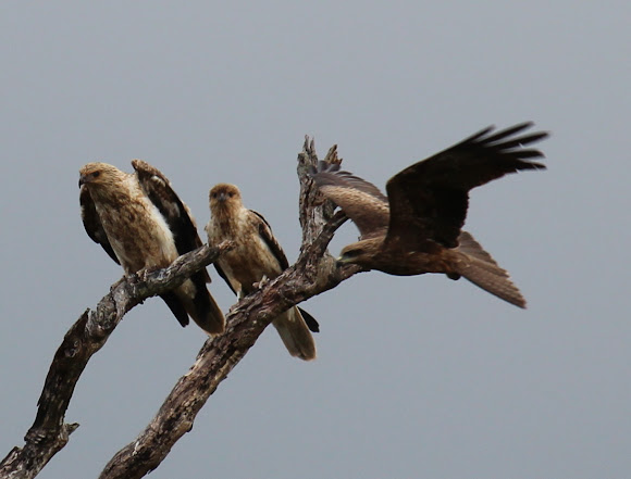Spotting Image 1