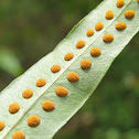 Fern