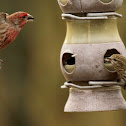 House finch