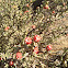 Christmas cholla