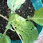 Cabbage