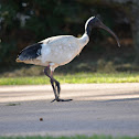 Australian White Ibis