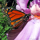 Monarch Butterfly - male